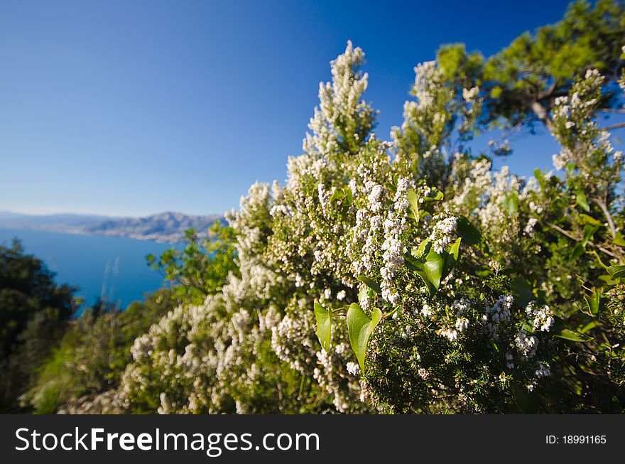 Blooming heather in spring season. Wide angle shot. The coastline is visible. Blooming heather in spring season. Wide angle shot. The coastline is visible.