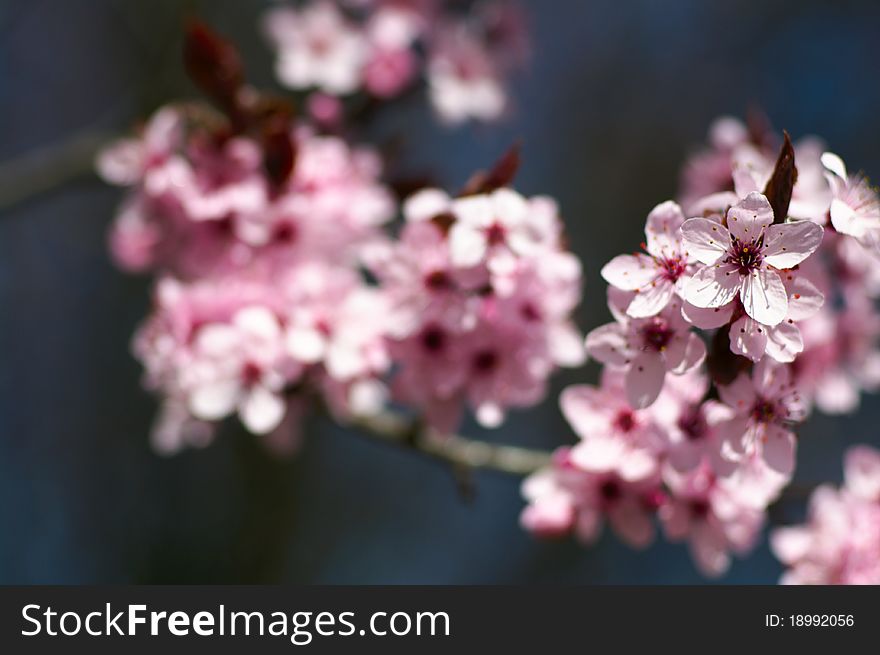 Cherry tree blossom in spring, close up flowers