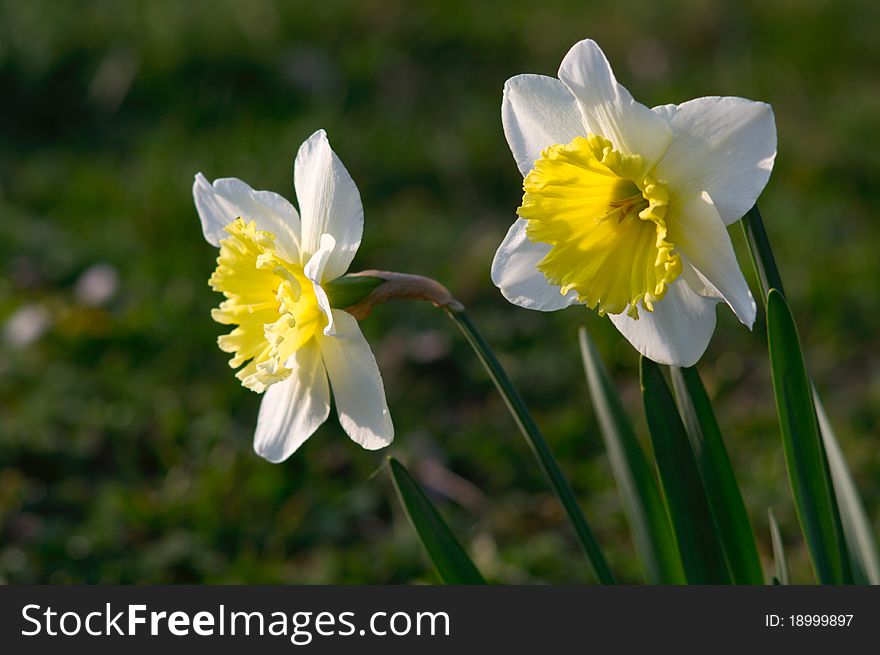 White-yellow daffodils in spring blossom, close up flowers