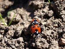 Ladybirds Mating 4 Stock Image
