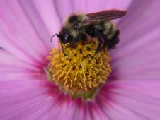 Macro Of A Bee At A Flower Stock Photos