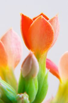 Red Kalanchoe Royalty Free Stock Photo Red Kalanchoe Royalty Free Stock Photo