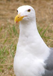 Sea-gull Royalty Free Stock Photo