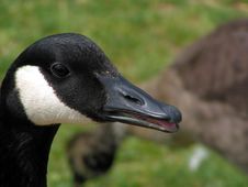 Closeup Goose Royalty Free Stock Photos