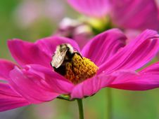 Bumble Bee Feeding At A Flower Stock Image