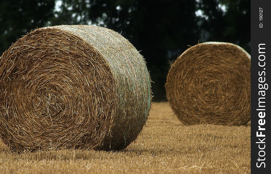 Wheat, harvested