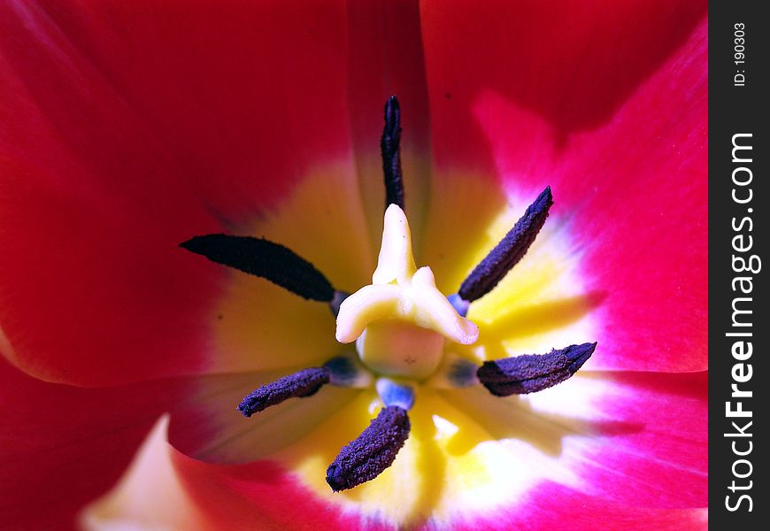 This is a Crocus. This is a Crocus.