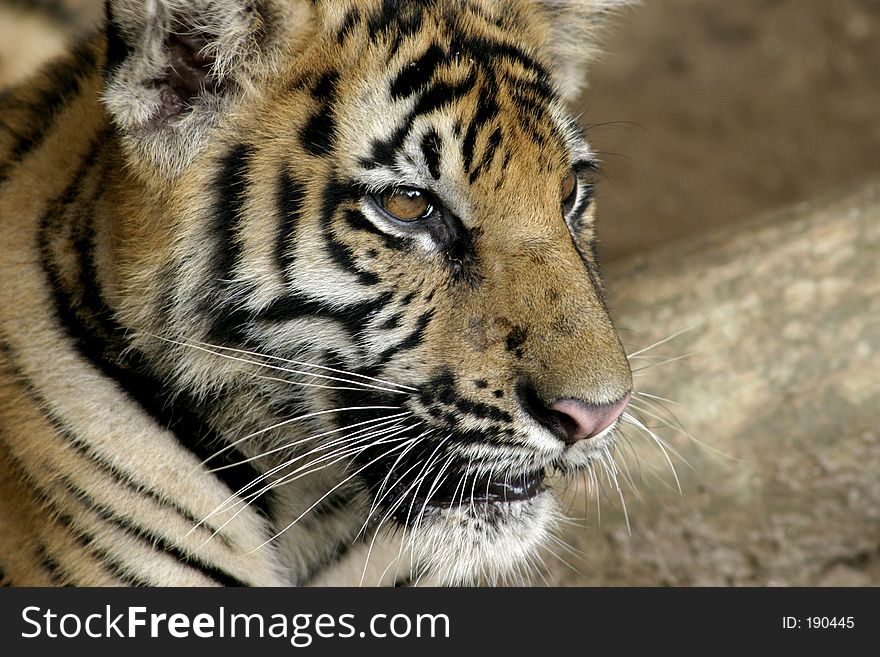 A siberian and bengal mixed tiger cub