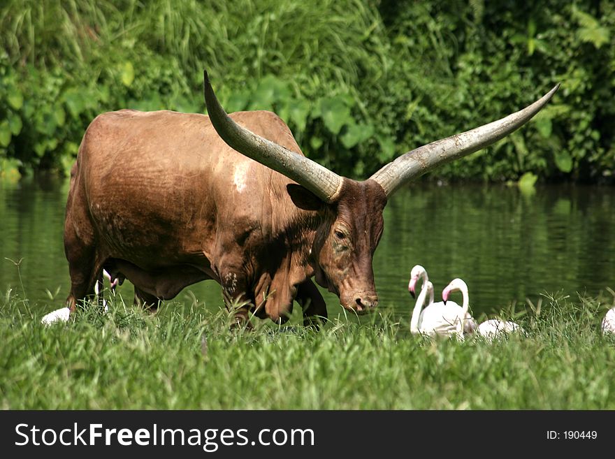 A large horned ankoli bull grazing. A large horned ankoli bull grazing.