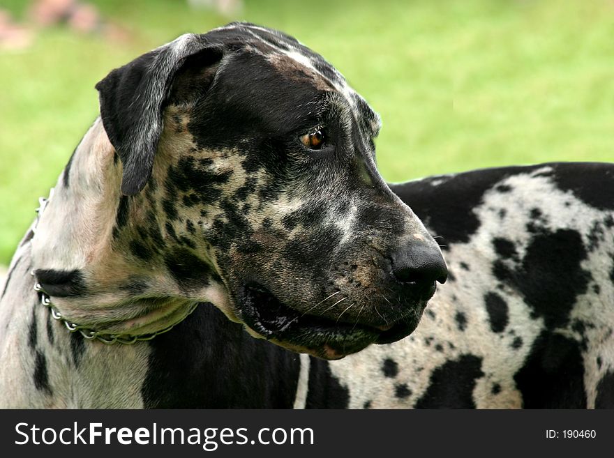 Apaloosa dane