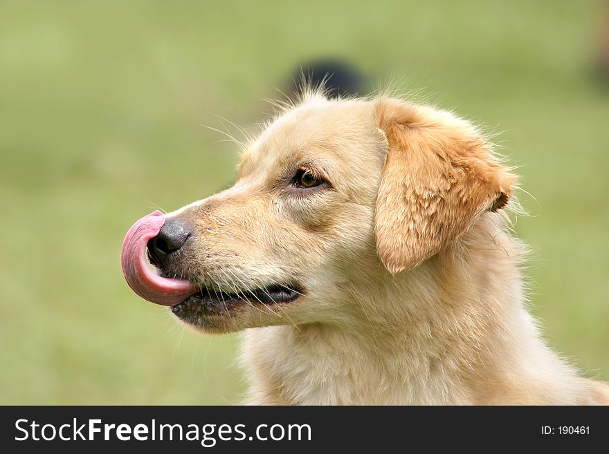 Portrait of light brown dog licking it's nose. Portrait of light brown dog licking it's nose
