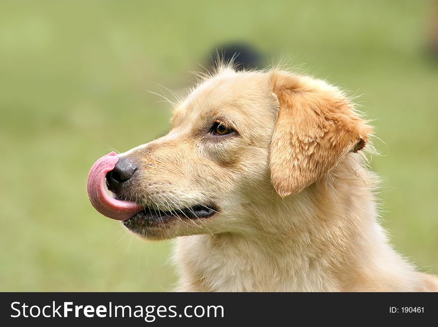 Light-brown Dog