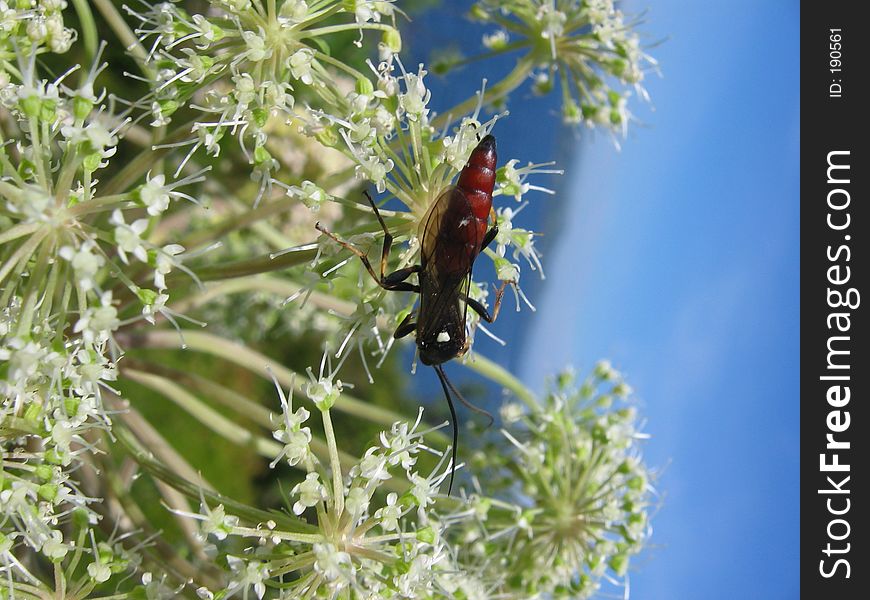 A bug on a plant