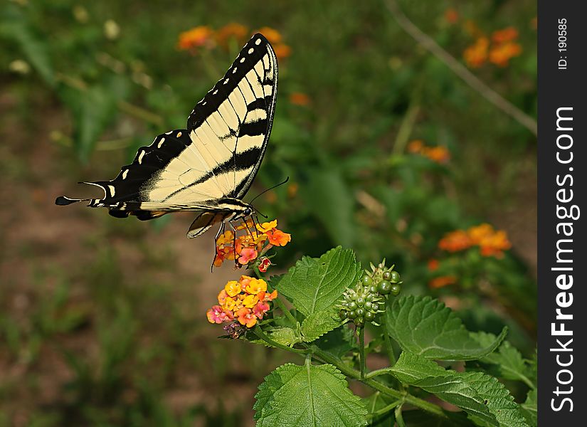 Side,overhead view of a swallowtail feeding. Side,overhead view of a swallowtail feeding