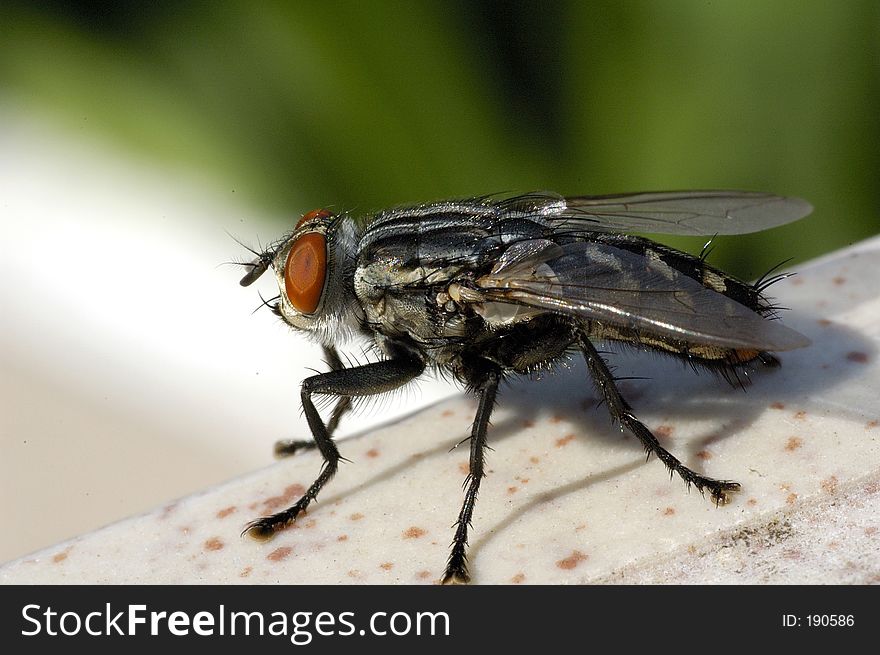 Extreme close-up of a fly. Extreme close-up of a fly