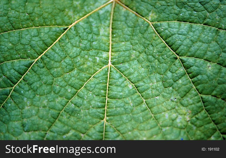 Green matt leaf structure. Green matt leaf structure.