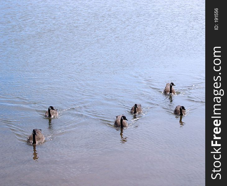 Ducks swimming on lake. Ducks swimming on lake