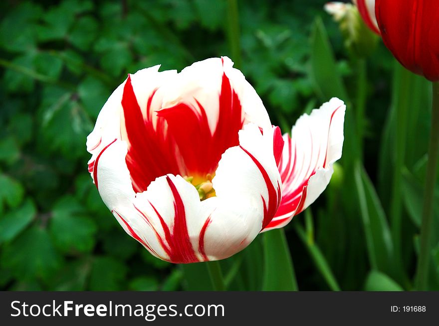 Tulip in garden. Tulip in garden