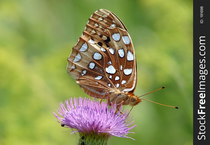 A butterfly on a flower