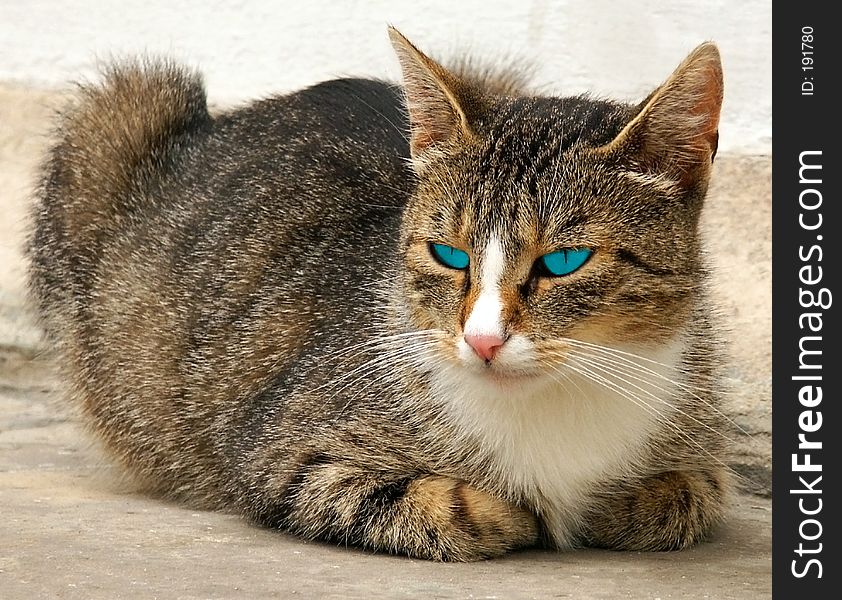 Cat with coloured eyes. Light blue. Cat with coloured eyes. Light blue.