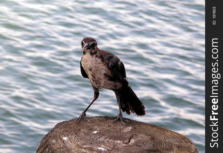 Bird At The Waterside