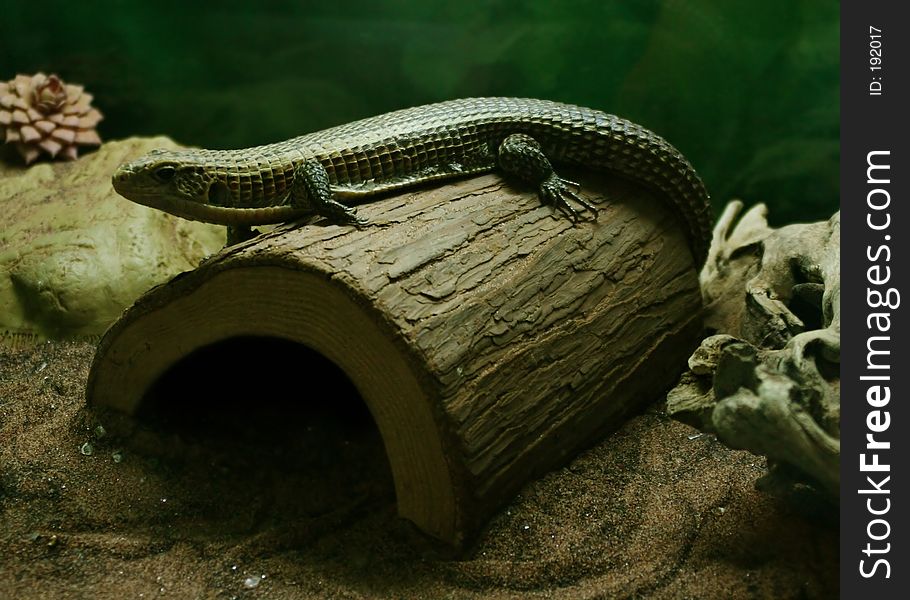 Lizard in exhibit
