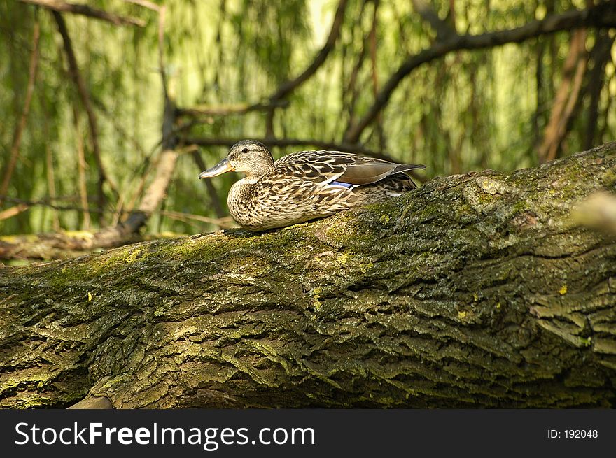 A duck sitting on a tree branch overarching a lake.