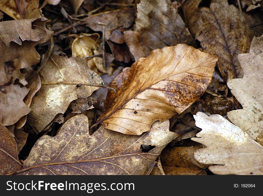 Rusty leaves after rain on the forest floor.