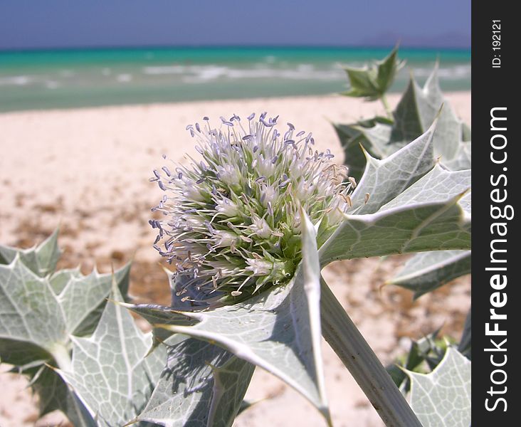 Close-up of a thistle on the beach. Close-up of a thistle on the beach