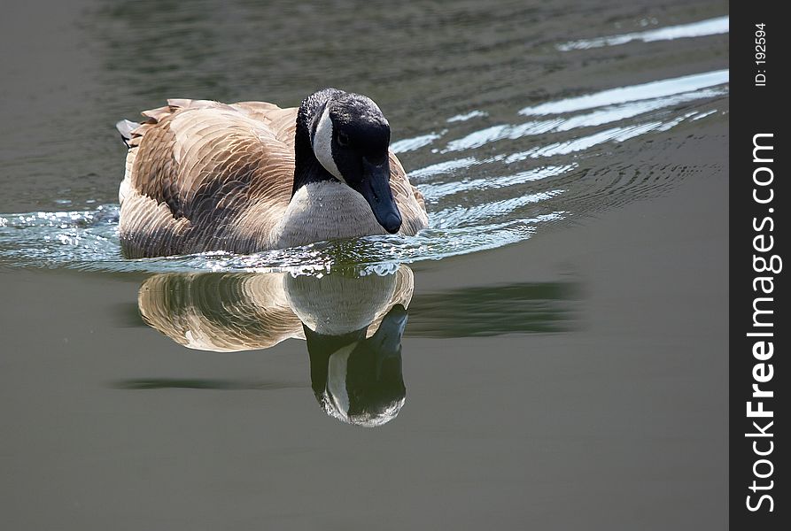 Canadian goose and its reflection