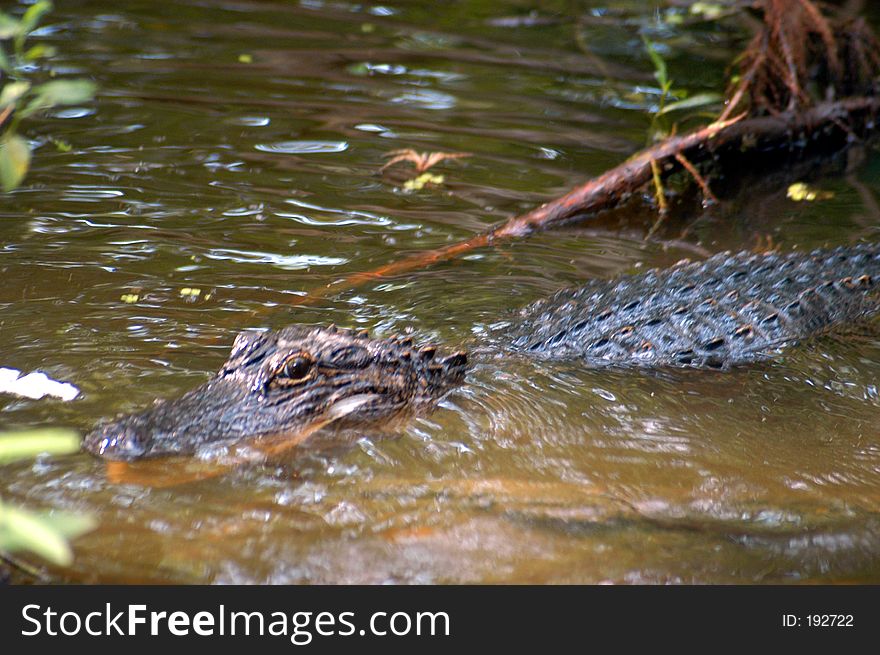 Alligator in the Bayou