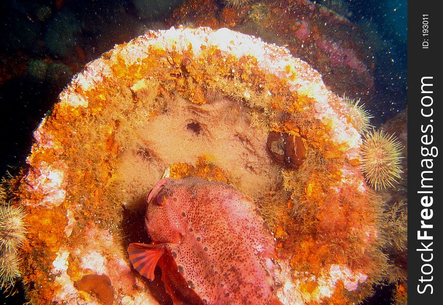 Male lumpfish with eggs in winch on shipwreck