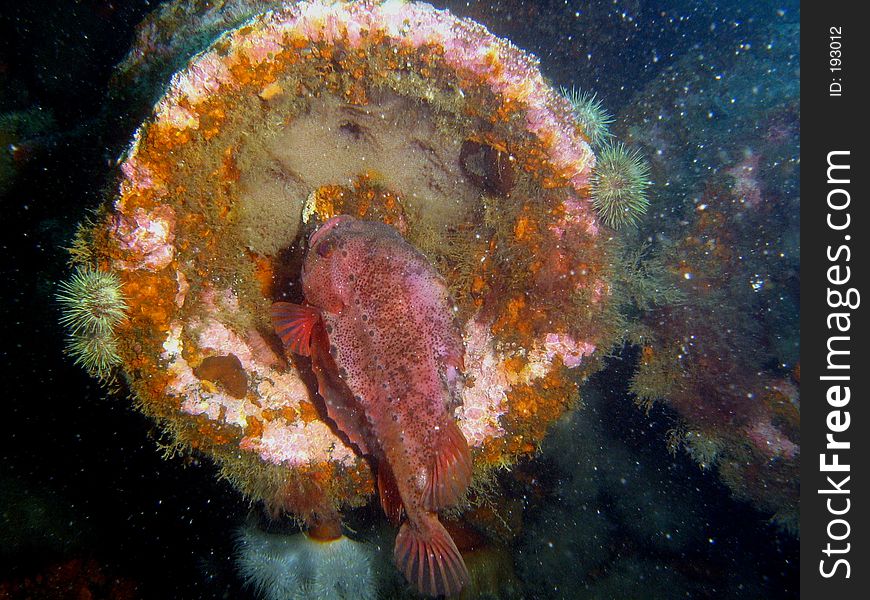 Male lumpfish with eggs on the Saganaga wreck in Newfoundland