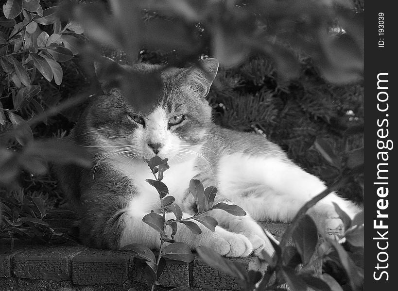 A handsome gray and white tomcat lounges on a shady garden wall. A handsome gray and white tomcat lounges on a shady garden wall.