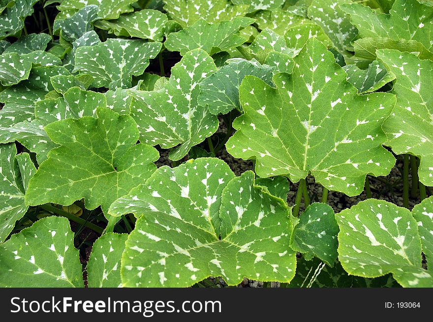 Big green leaves from Asian backyard garden. Big green leaves from Asian backyard garden.