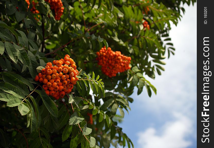 Ashberry on the tree