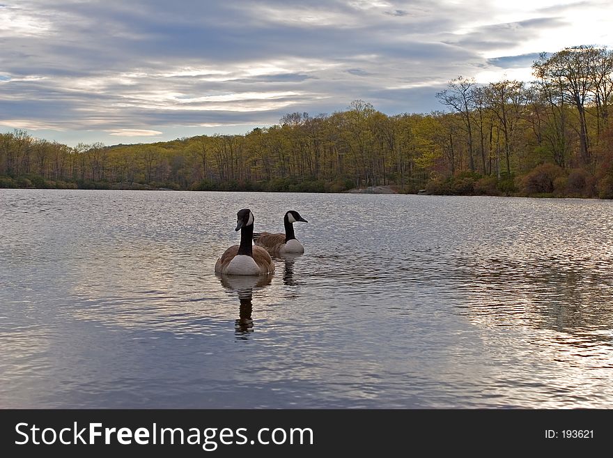 Geese on the lake at sunset