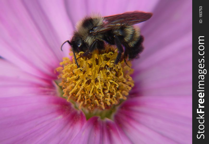 Macro Of A Bee At A Flower