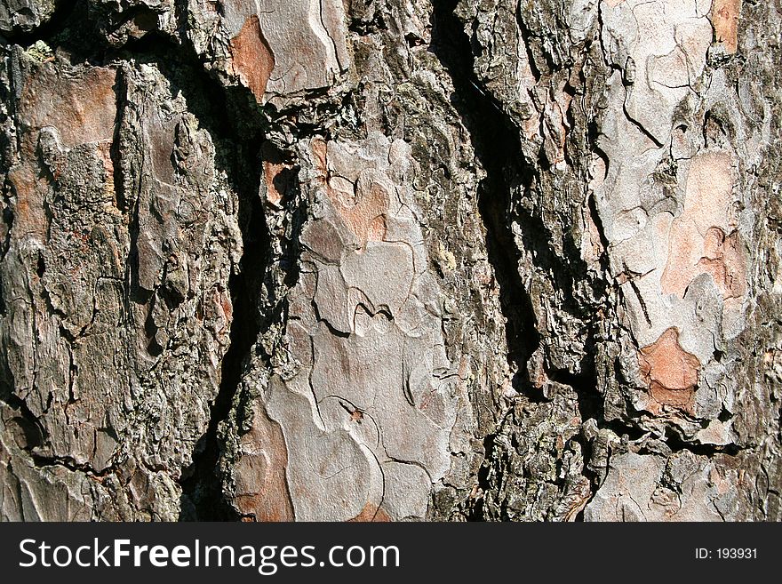 A Trees Bark - Horizontal