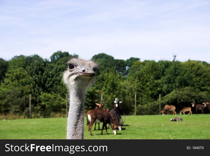 Close up of an ostrich with grazing animals in background. Close up of an ostrich with grazing animals in background