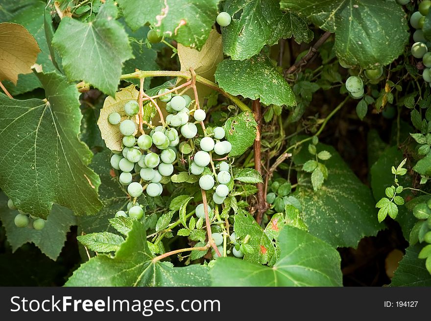 A bunch of grapes on the vine, not yet ripe. surrounded by vine and leaves. A bunch of grapes on the vine, not yet ripe. surrounded by vine and leaves