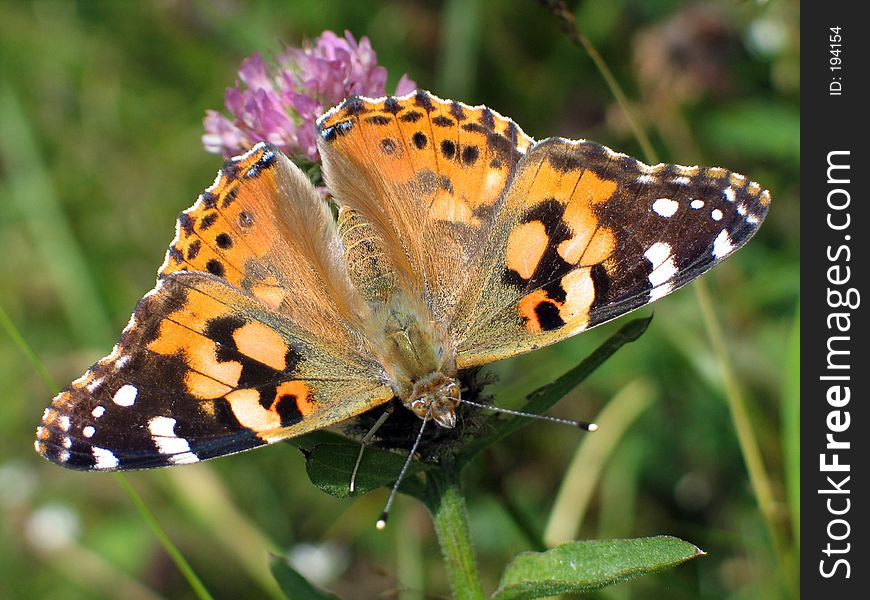 Butterfly On Clover