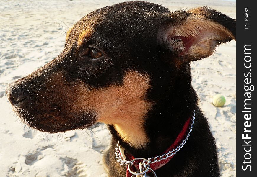 Puppy looking forlorn on the beach. Puppy looking forlorn on the beach