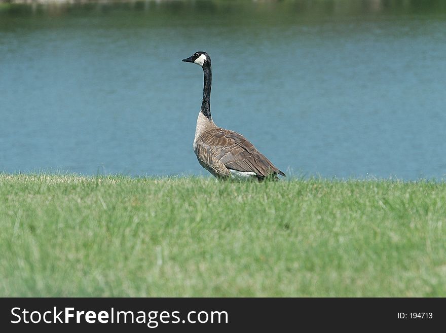 A wild goose in an office park.