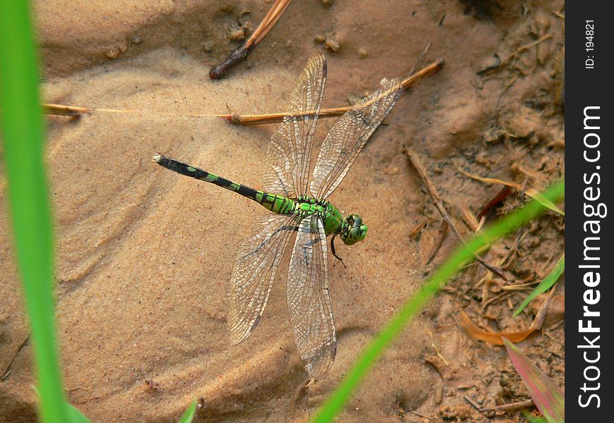 Dragonfly at Swamp