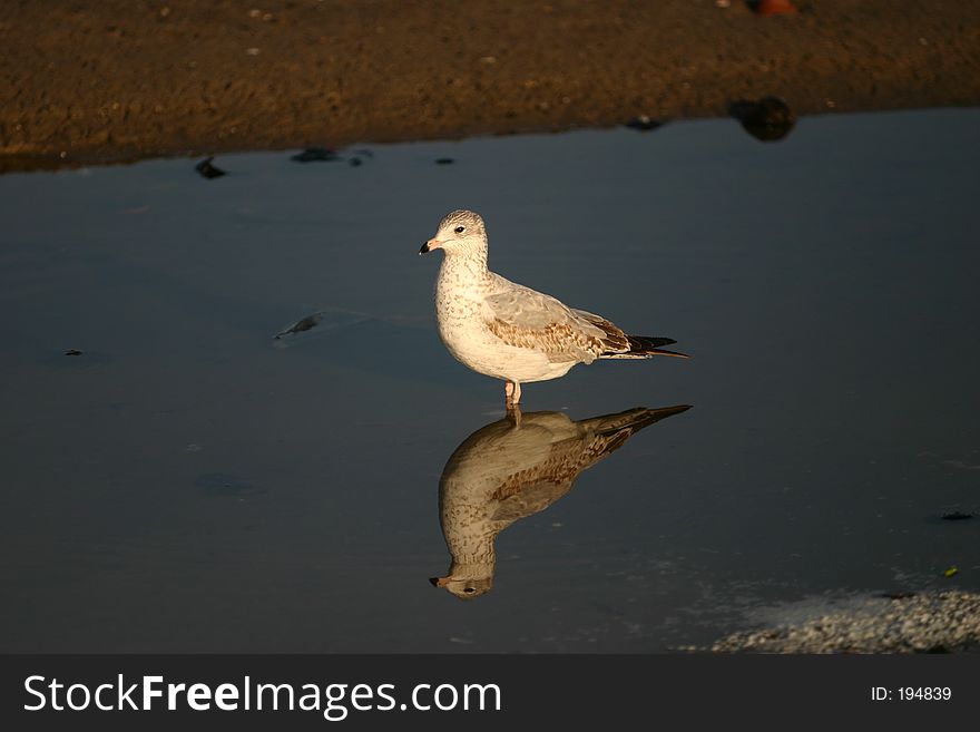 Seagull standing in a still pool of water. Seagull standing in a still pool of water.