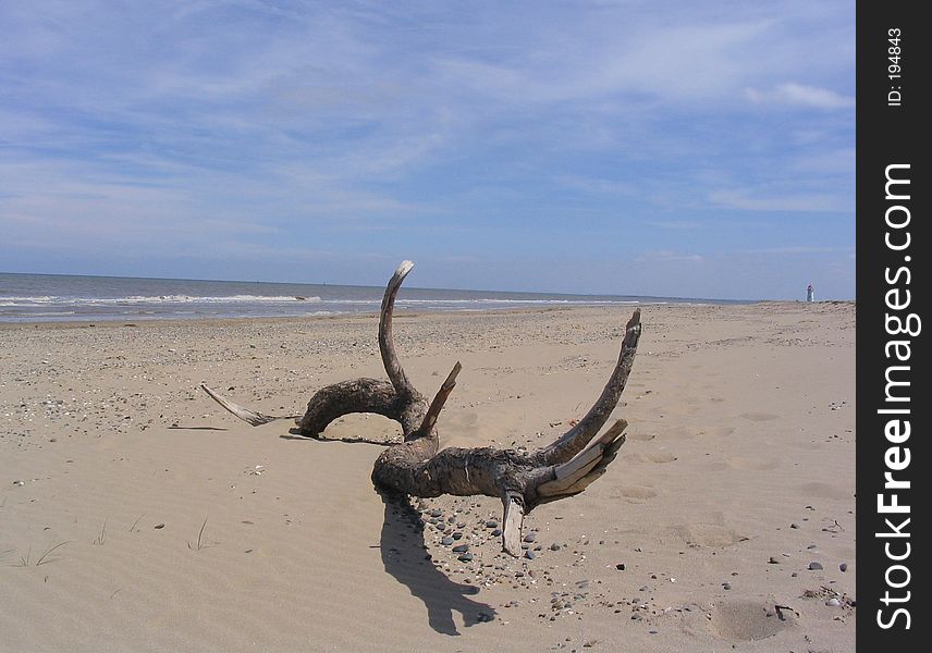 Driftwood on sandy beach with horizon. Driftwood on sandy beach with horizon