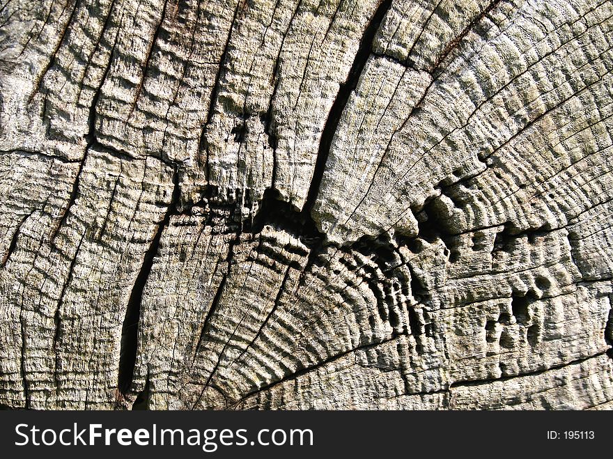 Detail of tree. Detail of tree