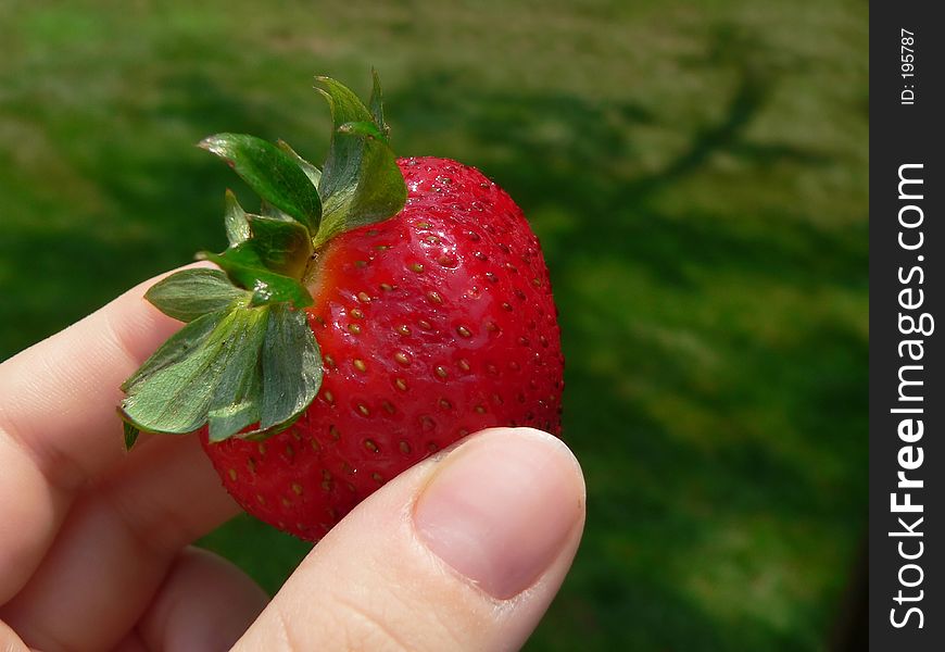 Hand Holding Juicy Strawberry outdoors