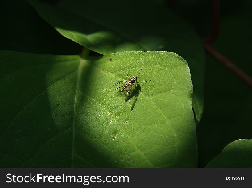 Gold fly on leaf